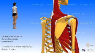 Lépaule antepulsion ou élévation antérieure du bras [upl. by Nahsyar]