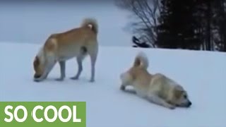 Livestock guard dogs go from play to work in seconds [upl. by Henley865]