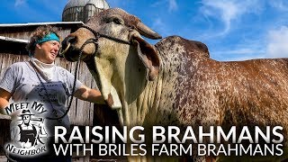 Raising Brahman Cattle with Briles Farm Brahmans Meet My Neighbor [upl. by Basso]