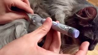 Lantus pen diabetic cat [upl. by Airetas]