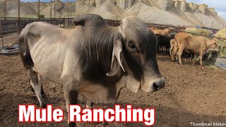 Chasing Brahman Cows On Mules Mule Ranching Vlog 4 [upl. by Mabel688]