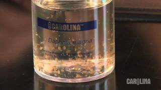 How to Care for Daphnia [upl. by Thalia90]