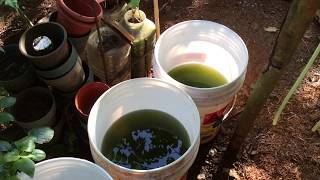 How to grow Green Water Algae [upl. by Nehcterg]