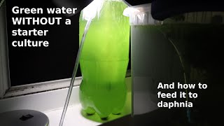 Green Water WITHOUT a Starter Culture  From Scratch  How To [upl. by Alexandria363]