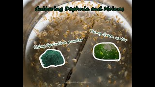 How To Culture Daphnia and Moinas using Green Water Spirulina powder [upl. by Laroc577]