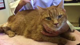 Advice for the newly diagnosed diabetic cat [upl. by Beauchamp765]