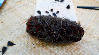 Collecting seed from banksias [upl. by Lillie608]