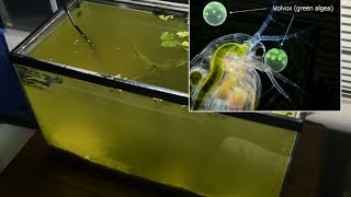 Raising Daphnia for the Freshwater Aquarium [upl. by Lek]