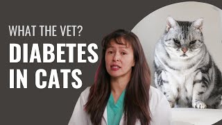 Diabetes in Cats  Symptoms Treatment amp Prevention  Dr Justine Lee [upl. by Nylrak142]