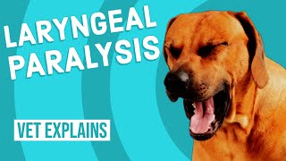 Laryngeal Paralysis in Dogs [upl. by Talya]