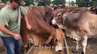 Gentle American Red Brahman Bulls for Sale [upl. by Philoo]