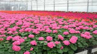 Bordine Geranium cutting propagation [upl. by Leryt953]