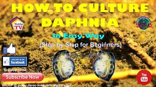 HOW TO CULTURE DAPHNIA In Easy Way [upl. by Nagar322]