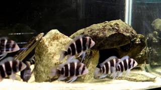 Frontosa Cichlid Breeding Size or Age [upl. by Elspet244]