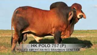 HK Cattle  HK Polo 757 P  Polled Red Brahman Bull [upl. by Isied]