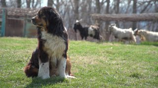 Using Guardian Dogs to Protect Farm Animals [upl. by Zeuqirdor851]