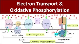 Electron Transport amp Oxidative Phosphorylation  Mitochondrial Respiration  Biochemistry Basics [upl. by Tim]